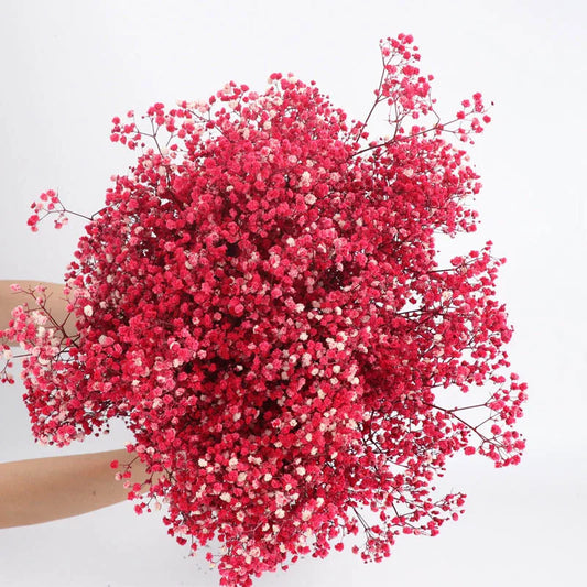 Gypsophile Séchée Naturelle Rouge