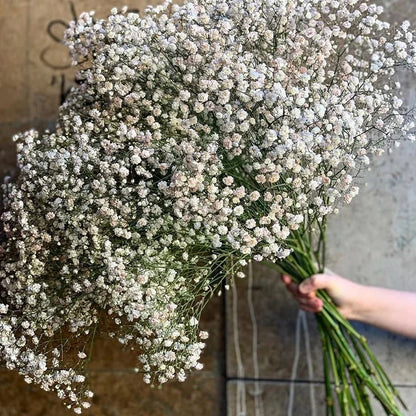 Gypsophile Séchée Naturelle