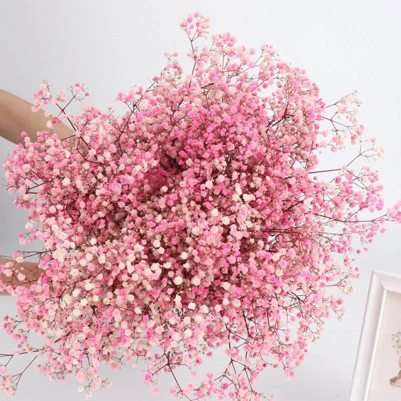 Gypsophile Séchée Naturel Rose