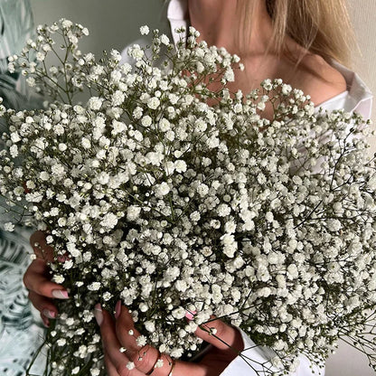 Gypsophile Séchée Naturelle