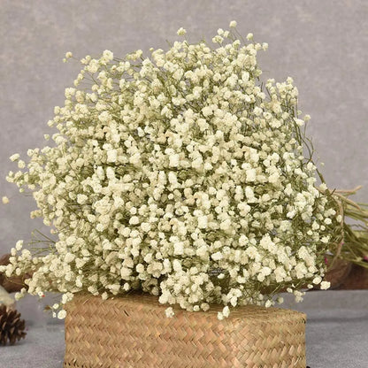 Gypsophile Séchée Naturelle blanche