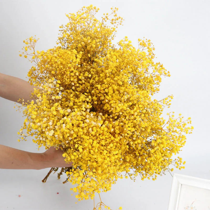 Gypsophile Séchée Naturelle Jaune