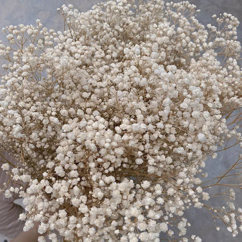 Gypsophile Séchée Naturelle