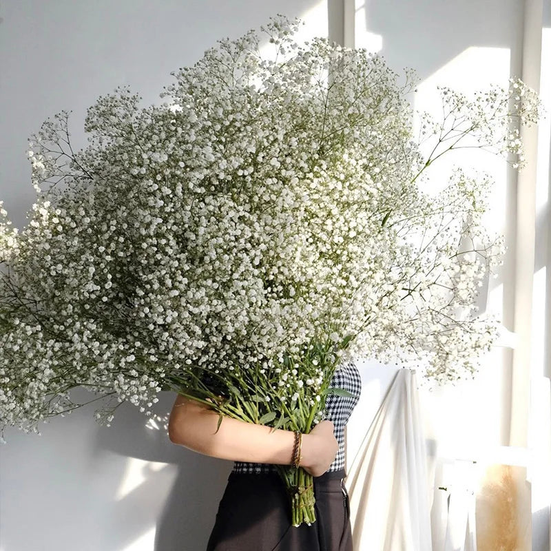 Gypsophile Séchée Naturelle Jaune